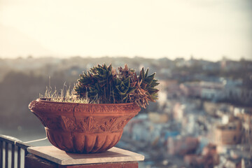 Mediterranean cactus on the old italian houses in Procida island, Italy