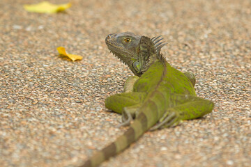 iguana on the rocks