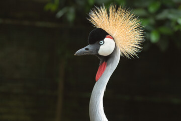 grey crowned crane