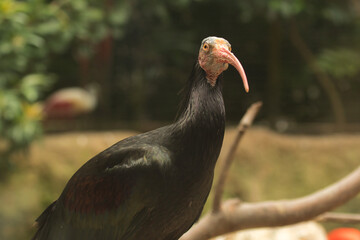 Northern Bald Ibis