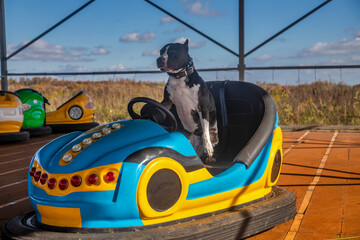 An old amusement ride in an abandoned amusement park. Abandoned carousel and cars. Sunny day. Old...