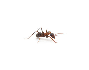 One little ant.