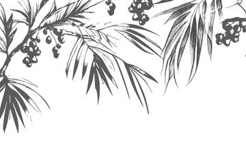 Border design with date palm leaves and ripe fruits sketch vector illustration isolated on white background.Ink drawn dates with leaves. Ripe fruits hang from the branches.