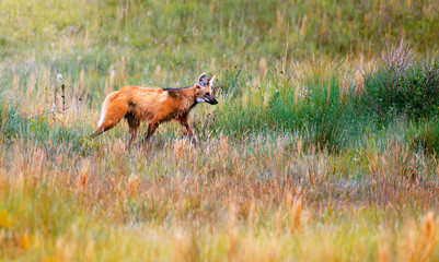 Lobo Guará - Serra da Canastra