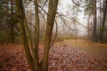 drzewo, mgła  © Marcin Łazarczyk