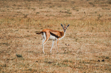Naklejka na ściany i meble Young gazelle looking at the camera in the african savannah