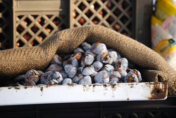 Castañas asadas, Obidos