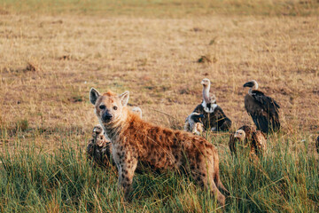 Group of vultures and one hyena looking at the camera in african savannah