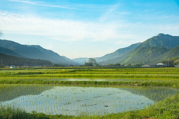 兵庫県・丹波市の水田地帯遠景