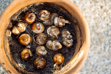 Close-up view from above on tulip bulbs in soil planted in clay jug