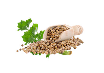 fresh coriander,  coriander seed  isolated   on transparent png