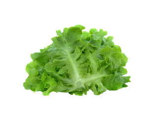 fresh lettuce leaves isolated on  transparent png