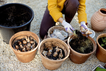 Woman plants tulip bulbs into clay jugs outdoors, close-up view from above on hands in working...