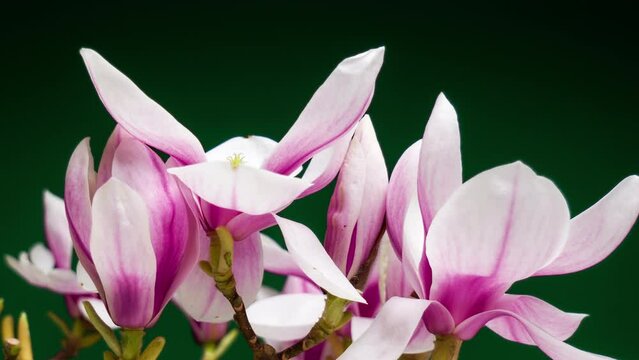 Time lapse closeup of opening beautiful pink and white magnolia blossoms on a branch, with dark green background
