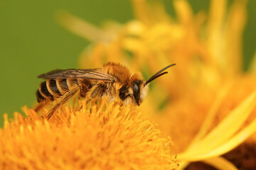 Closeup on a male of the pantaloon bee or hairy-legged mining bee on a yellow Inula flower
