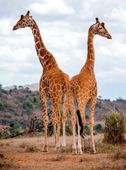 A pair of Reticulated giraffe Kenya east Africa
