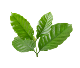 Coffee leaves isolated on  transparent png