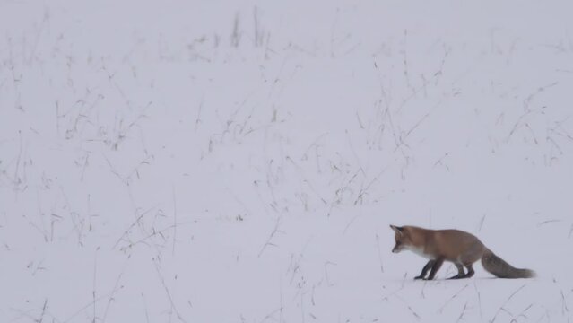 Red fox hunting on mouse in winter time