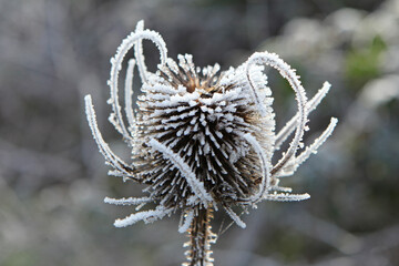 Frost settled on wild teasel.