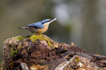 Nuthatch