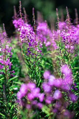 Purple flowers of fireweed, Ivan tea, in a field close-up, summer. Vertical orientation.