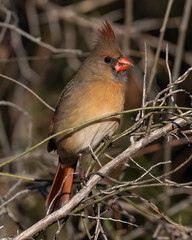 Female Northern Cardinal