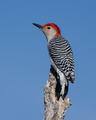 Red-bellied Woodpecker