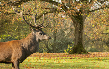 Close up of a red deer stag Cervus elaphus in autumn, UK.