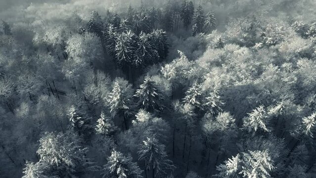 Snow covered trees in a forest with mist and beautiful light, aerial birds eye view winter footage with the camera slowly spinning and tilting