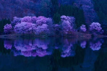 Badezimmer Foto Rückwand 長野県大町市中綱湖・満開の桜（オオヤマザクラ） © photop5