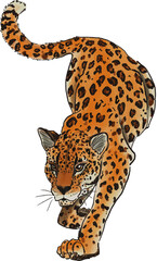 Animal Leopard on an isolated white background, watercolor illustration, element clipart 
