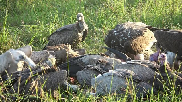 Numerous vultures fight over a carcass in the wilds of Africa.