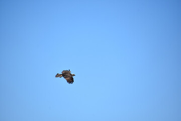 Raptor In Flight in Bright Blue Skies