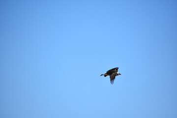 Gliding Osprey Bird in Light Blue Skies