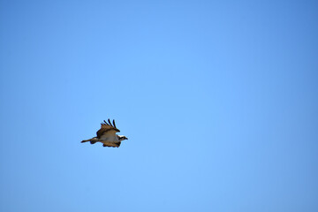 Flapping Wings of an Osprey Bird in Maine