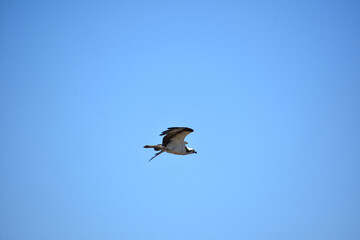 Obraz premium Rare Osprey Raptor Flying in Pale Blue Skies