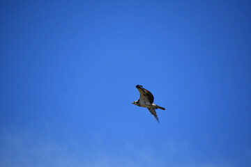 Bird of Prey Taking to the Skies
