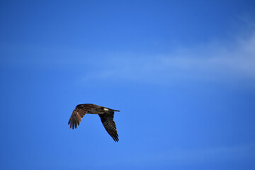 Fototapeta na wymiar Feathered Wings Folded in Flight in Casco Bay