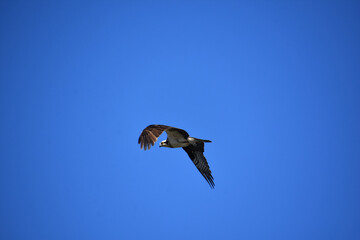 Wings Flapping on an Osprey Bird in Blue Skies