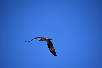 Osprey Bird with Wings Flapping in Blue Skies