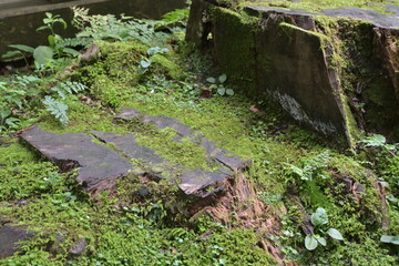 切り株と苔