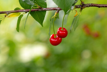 Red cherries hanging on cherry tree branch, with a soft bokeh background. Close up.