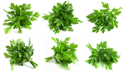 Set of green parsley in bunches on a white background. Fresh greens for cooking.
