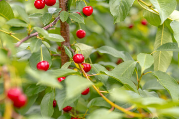 Red cherries hanging on cherry tree branch, with a soft bokeh background. Close up.