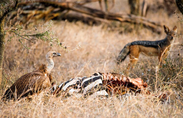 Griffon Vultures feed on a dead zebra as a Black Backed Jackal looks on 