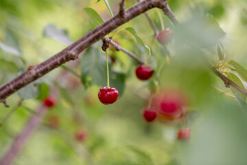 Red cherries hanging on cherry tree branch, with a soft bokeh background. Close up.