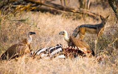 Griffon Vultures feed on a dead zebra as a Black Backed Jackal looks on 