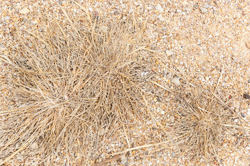 grass background of dry plants on the ground