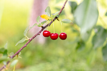 Red cherries hanging on cherry tree branch, with a soft bokeh background. Close up.