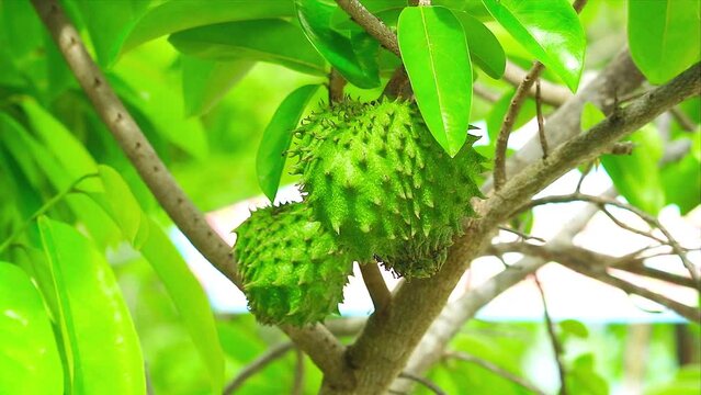 Young fruit of raw durian is green. Because of the right climate, durian likes hot and humid weather. The optimum temperature is in the range of about 25-30 degrees Celsius